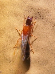 Myrmelachista ramulorum