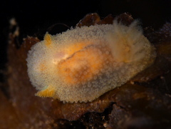 Acanthodoris pilosa