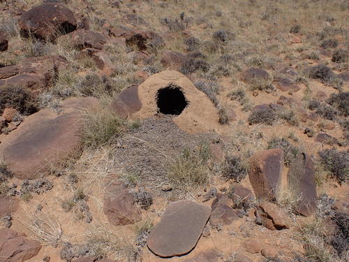 Aardvark