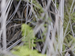 Lissolepis coventryi