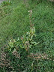 Tripolium pannonicum