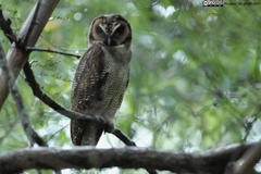 Strix leptogrammica