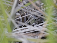 Lissolepis coventryi