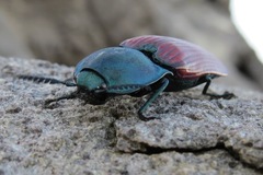 Chalcolepidius rubripennis