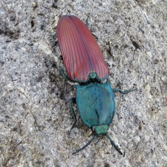 Chalcolepidius rubripennis