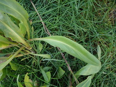 Tripolium pannonicum