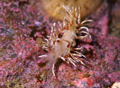 Rubramoena rubescens