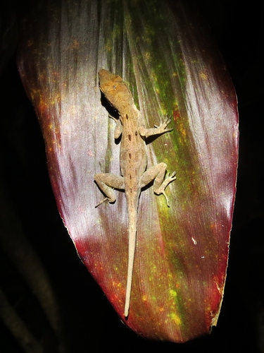 Anolidae