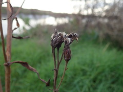 Tripolium pannonicum