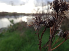 Tripolium pannonicum