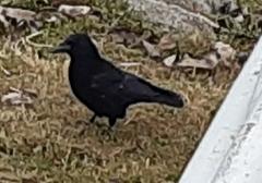Corvus corone