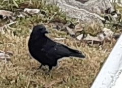 Corvus corone