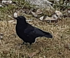 Corvus corone