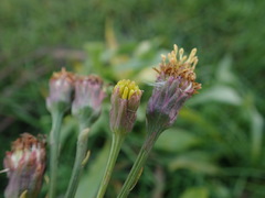 Tripolium pannonicum