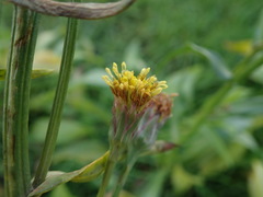 Tripolium pannonicum