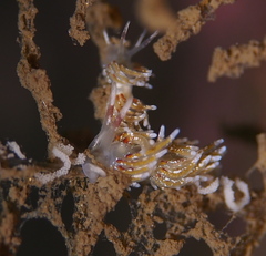 Rubramoena rubescens
