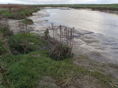 Tripolium pannonicum