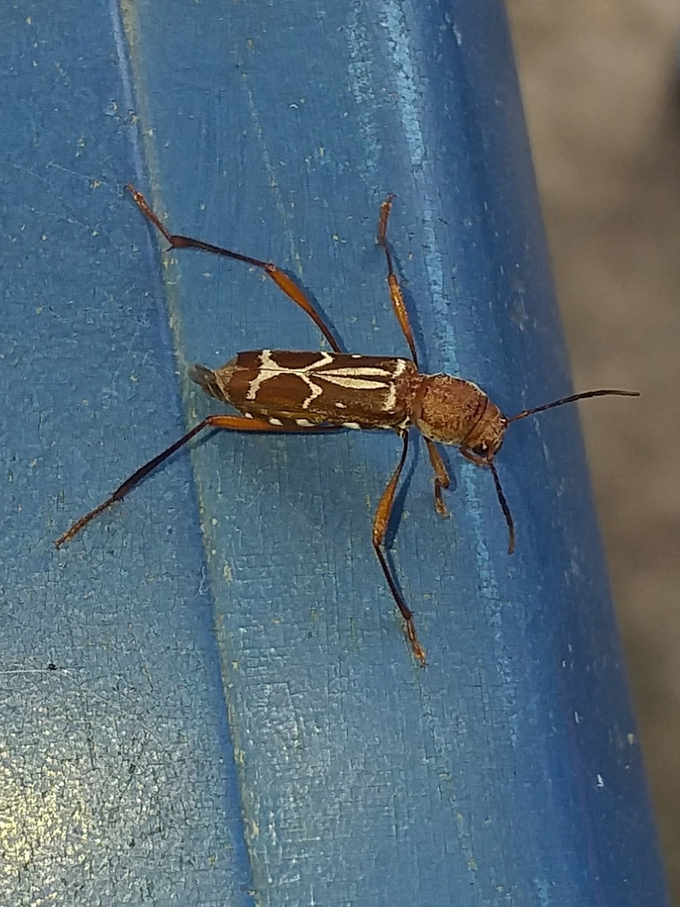 Neoclytus rufus