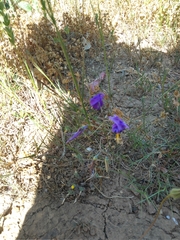 Conanthera bifolia