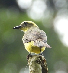 Conopias cinchoneti