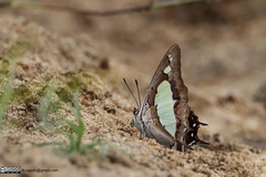 Polyura agraria