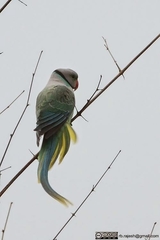 Psittacula columboides