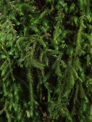 Echinodiopsis hispida