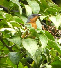 Creurgops verticalis