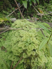 Hypopterygium didictyon