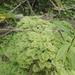 Hypopterygium rotulatum - Photo (c) Marley Ford, algunos derechos reservados (CC BY-NC-SA), subido por Marley Ford