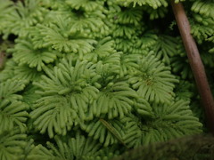 Hypopterygium didictyon