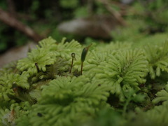 Hypopterygium didictyon