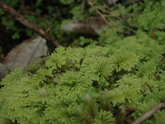 Hypopterygium didictyon