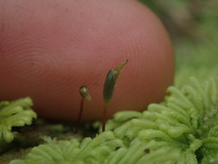 Hypopterygium didictyon