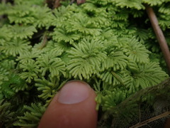 Hypopterygium didictyon