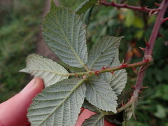 Rubus