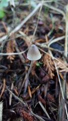 Mycena amicta