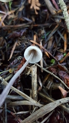 Mycena amicta