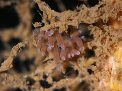 Eubranchus rupium