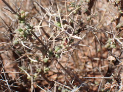 Ruschia cradockensis