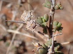 Ruschia cradockensis