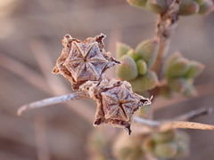Ruschia cradockensis