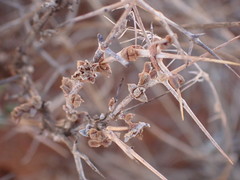 Ruschia cradockensis