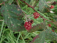 Rubus