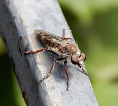 Heteropogon macerinus