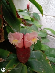 Costus