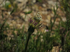 Muschampia lavatherae