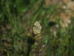 Muschampia lavatherae
