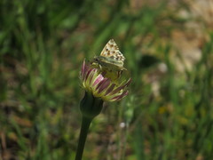 Muschampia lavatherae