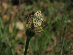 Muschampia lavatherae